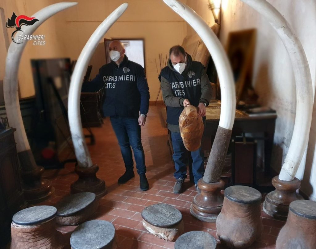 Sequestrate in provincia 4 grosse zanne di avorio di elefante e altri manufatti