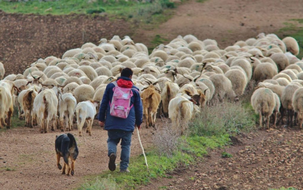 Geraci, torna la transumanza, dal 2019 patrimonio Unesco