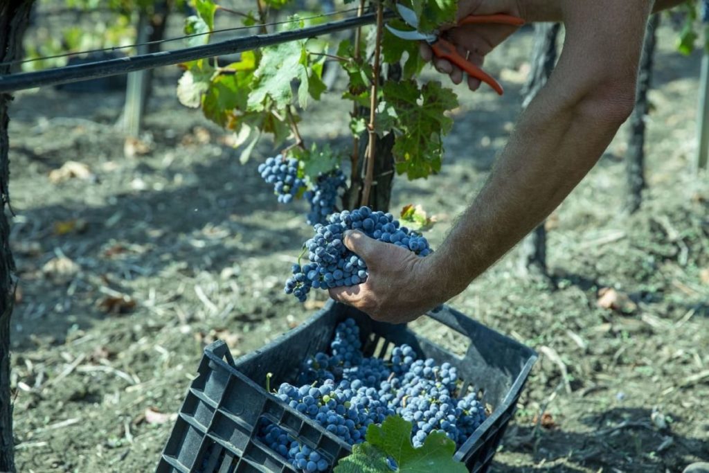 Nasce “V-Lab”, osservatorio sulle tecniche agronomiche dell’uva, aperto a istituzioni e cantine