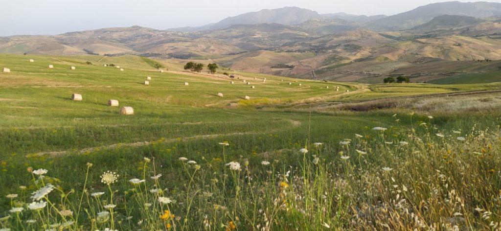 Il maltempo sta compromettendo il raccolto delle colture primaverili-estive. Scardino (presidente Cia Sicilia) scrive alla Regione