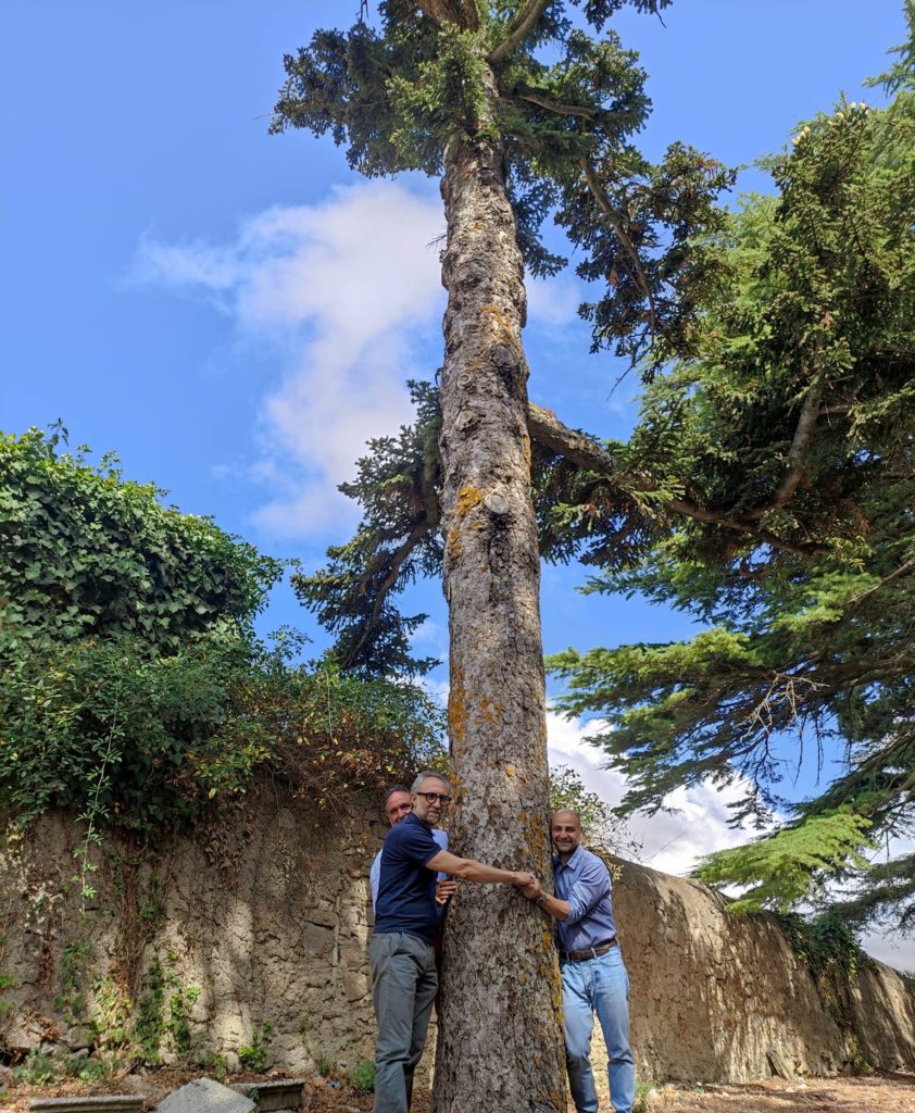 Finanziato l’albero simbolo della Sicilia, l’Abies Nebrodensis delle Madonie – Polizzi primo con due progetti di salvaguardia approvati