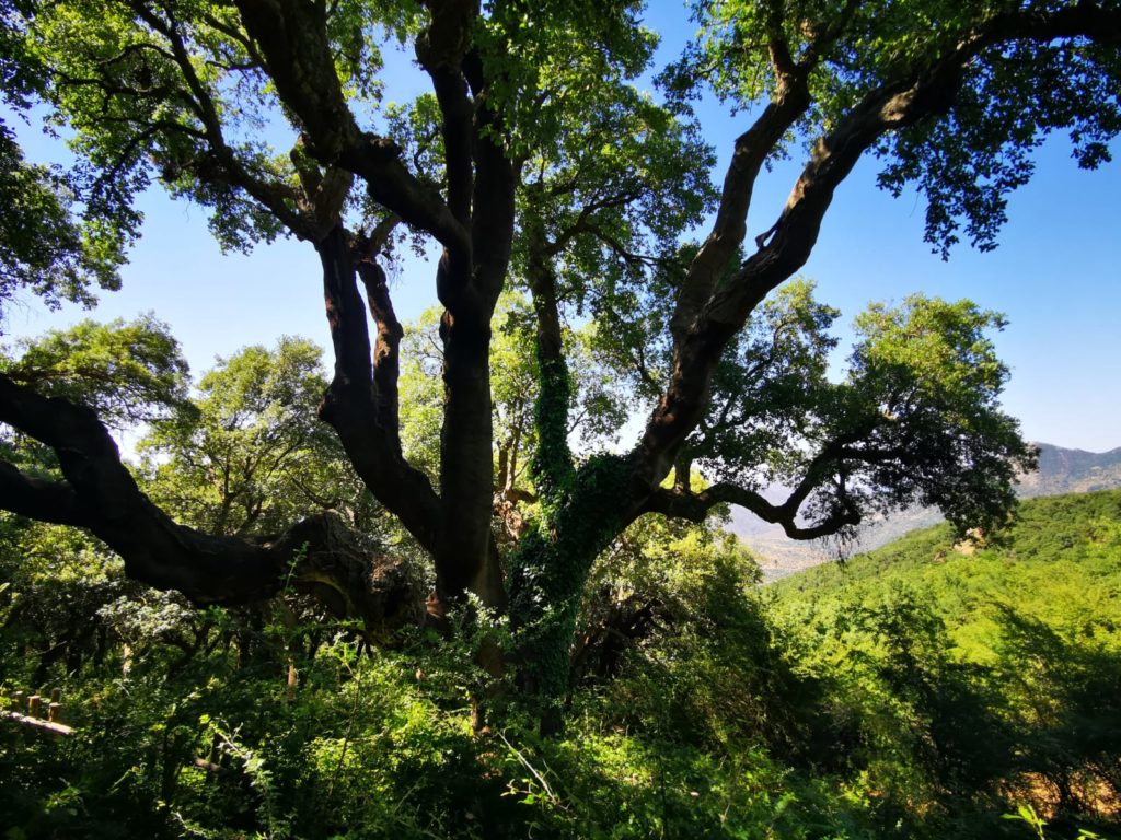 Geraci Siculo, il comune protegge i suoi 4 alberi monumentali: “Presto un percorso per visitarli”