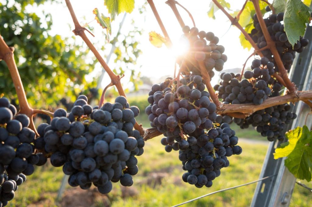 Produttori vinicoli Strade del vino, entro il 15 settembre le domande per partecipare al Cous Cous Fish