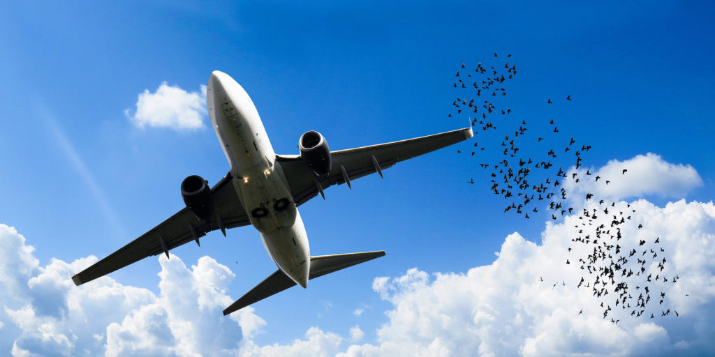 Volo in ritardo per bird strike, Ryanair deve pagare 750 euro