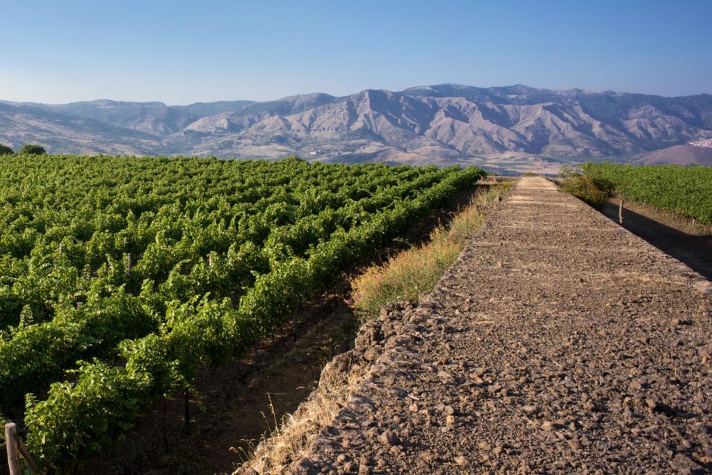 Agricoltura, autorizzata la coltivazione in Sicilia del vitigno Cesanese comune