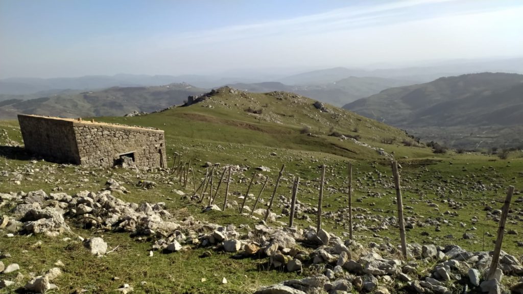 Riforestazione nel Parco delle Madonie:dalla cenere alla rinascita