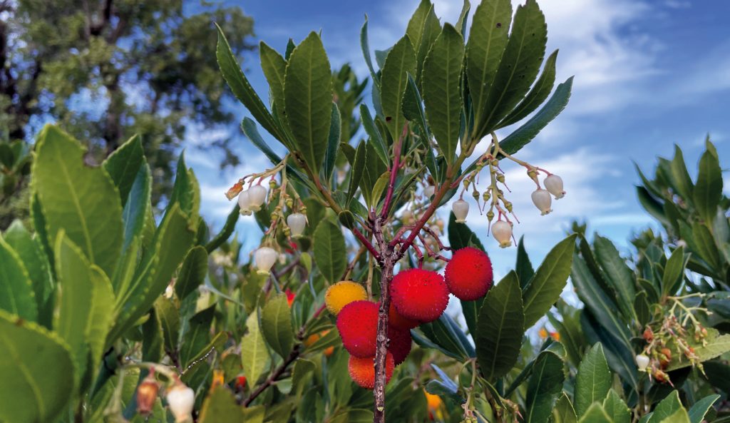 “Alberi e arbusti / Erbe e fiori delle Madonie”,presentazione a Castelbuono