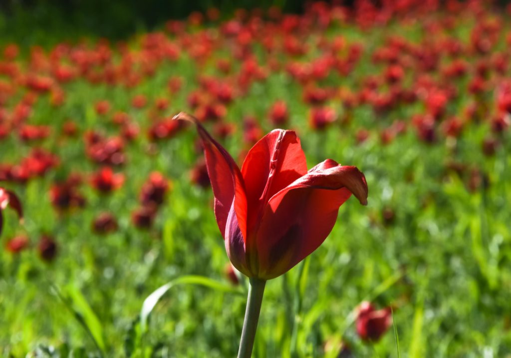 I tulipani di Blufi dove la natura si veste di rosso