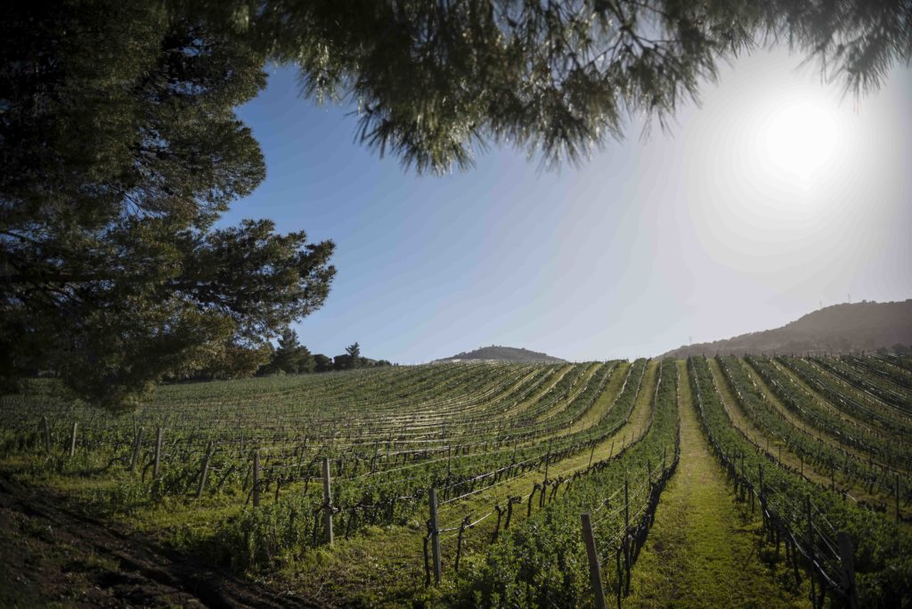 <strong>Agricoltura, graduatoria del bando cantine dell’Ocm vino: finanziati 60 progetti per 30 milioni</strong>