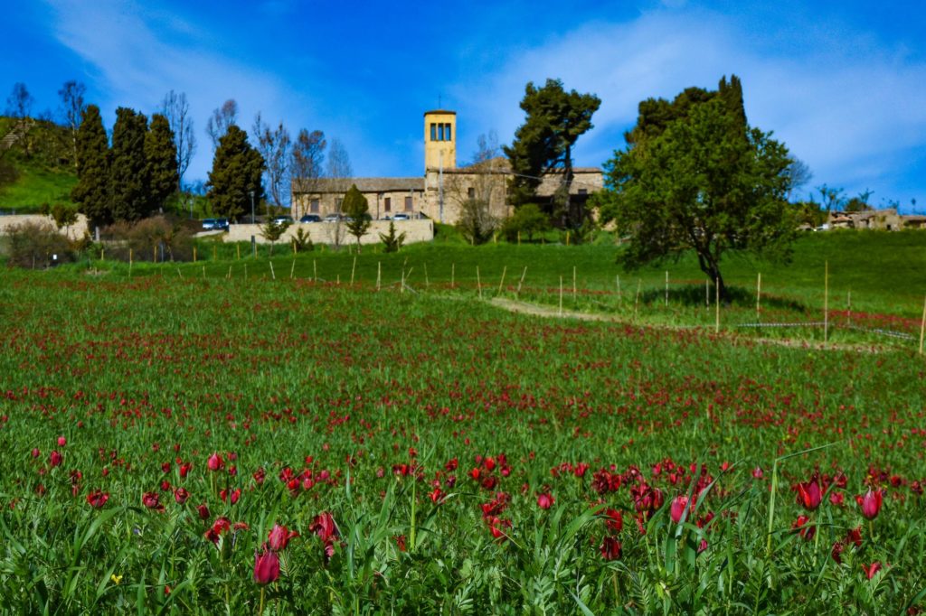 Blufi festeggia la Madonna dell’Olio