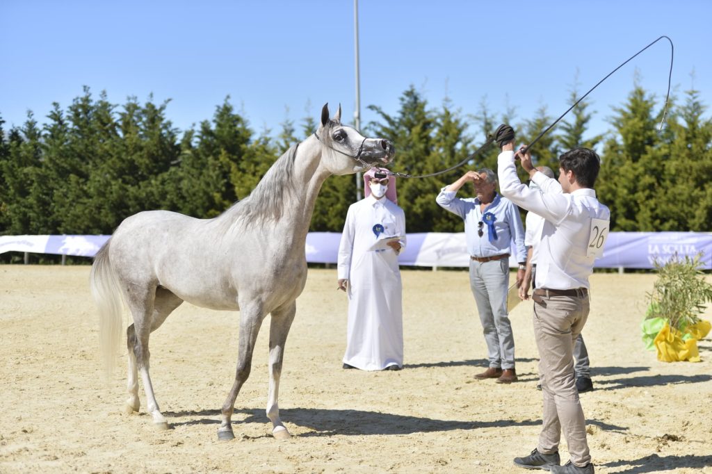 Arabian Horse Cup, il via sabato a Palermo con 80 iscritti