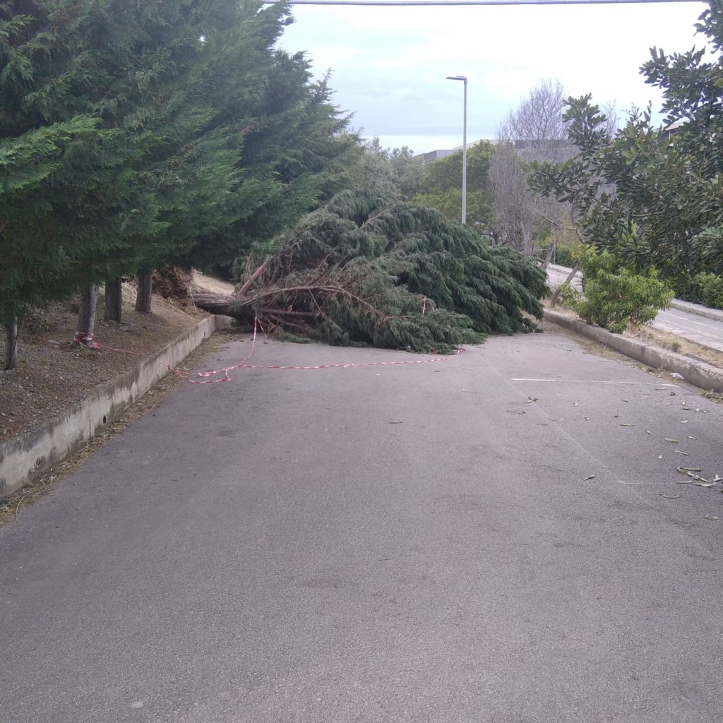 Maltempo,cade un albero vicino l’ospedale di Cefalu’