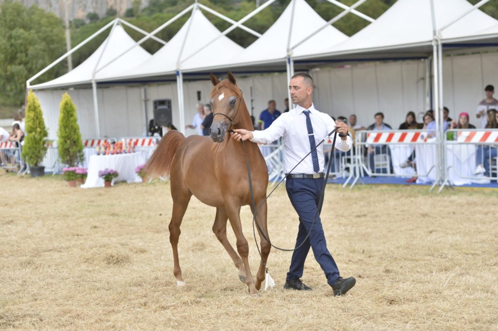 Show internazionale di cavalli arabi a Palermo