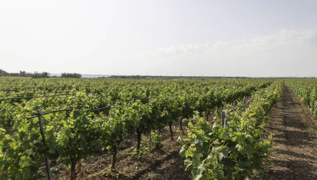 Agricoltura, Sicilia: come impatta il cambiamento climatico in vigna?
