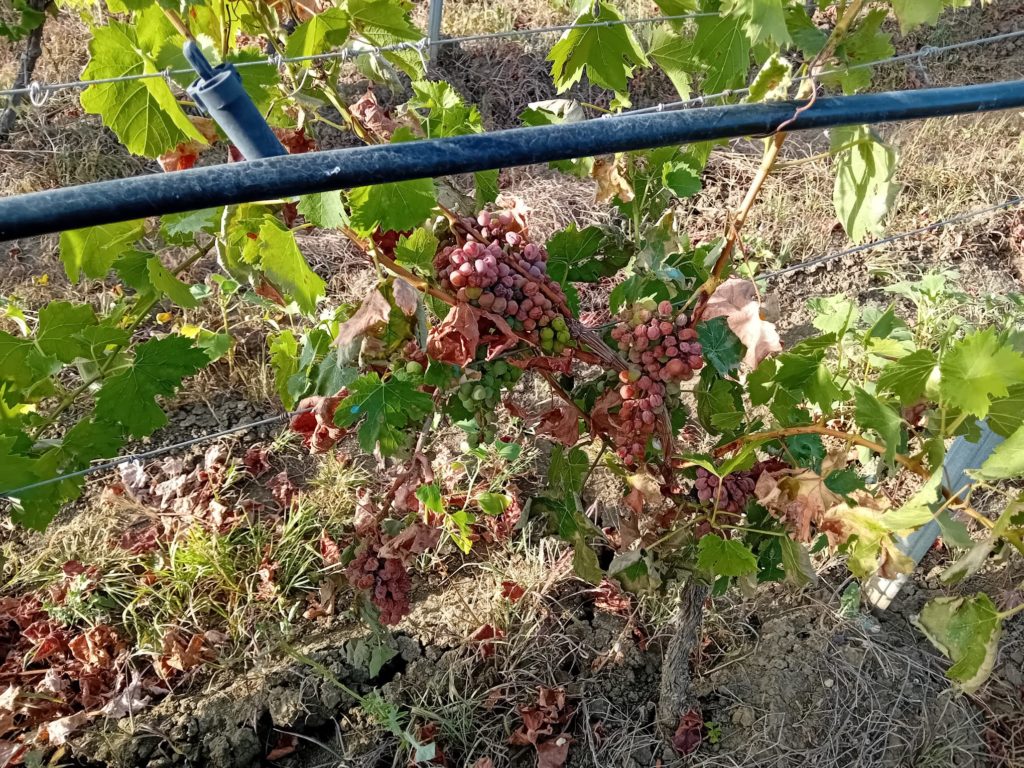 Cia Sicilia Occidentale: Peronospora e caldo attaccano le vigne