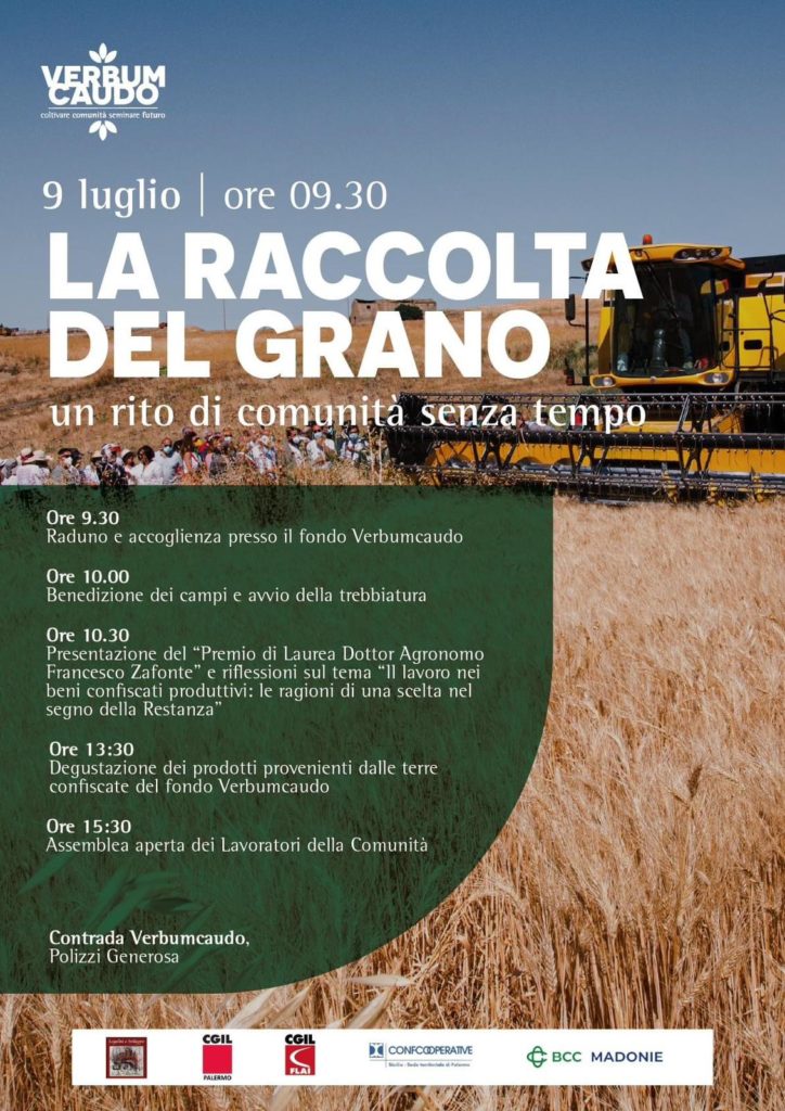 Raccolta del  grano nel feudo di Verbumcaudo