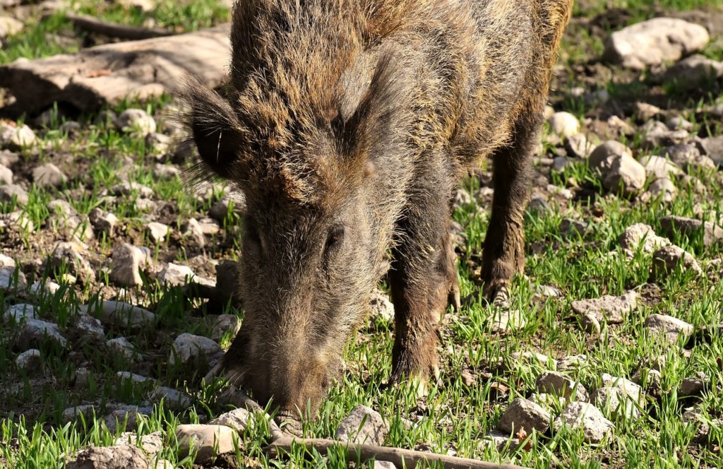 Invasione della fauna selvatica nelle Madonie, l’Unione Madonie sostiene le proposte del comune di Polizzi Generosa
