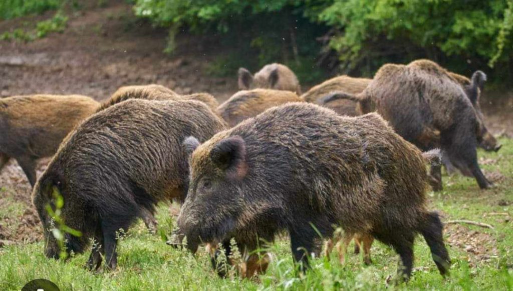 Parco delle Madonie e l’emergenza fauna selvatica