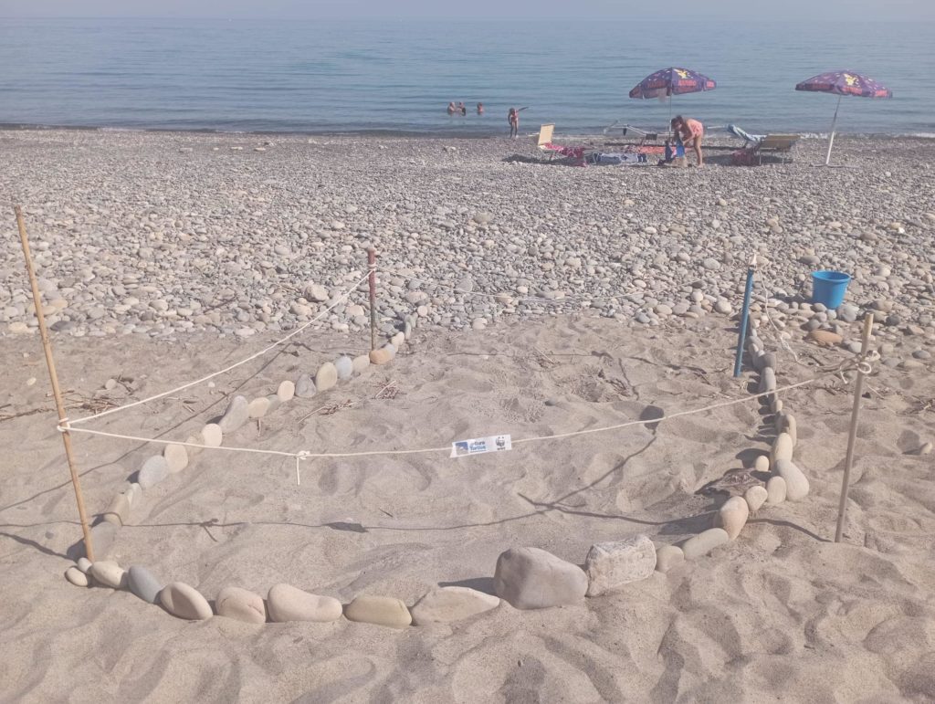 Nido di tartaruga marina caretta caretta a Sant’Ambrogio