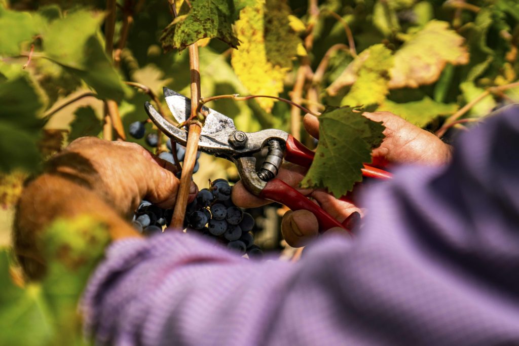 Agricoltura, dalla giunta regionale via libera alla richiesta dello stato di calamità per danni da peronospora
