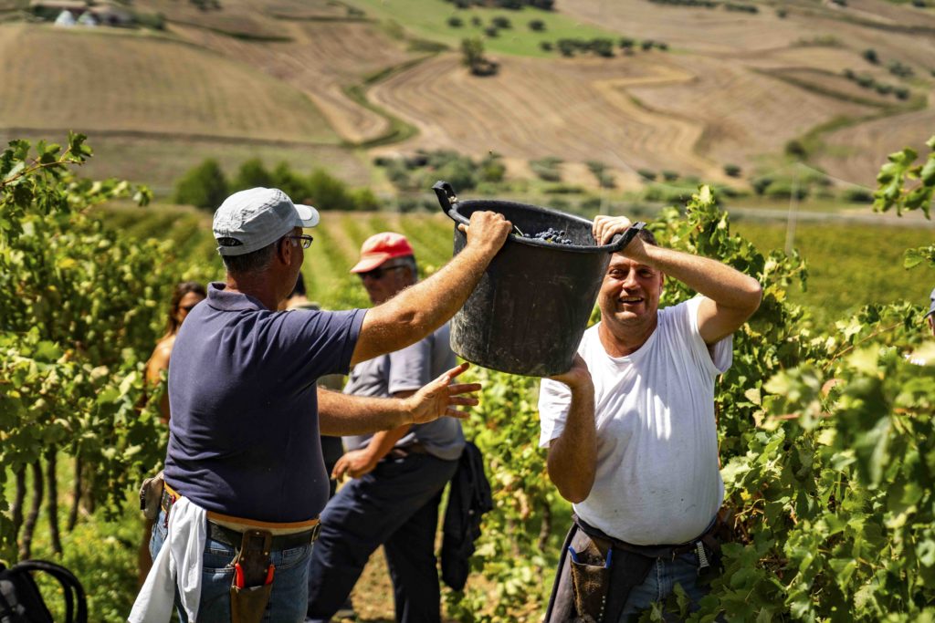 Conclusa vendemmia 2023. Ottima qualità delle uve con vini eccellenti