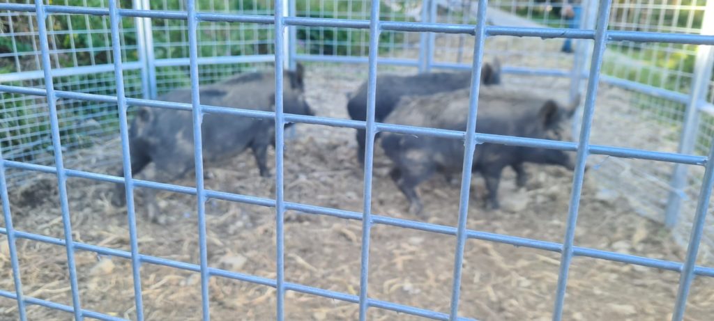 Parco Madonie. Ricerca operatori economici interessati all’acquisto di carcasse di cinghiali e daini