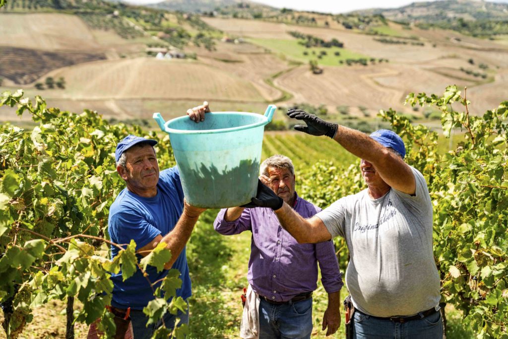 Fedagricoltura a fianco dei viticoltori siciliani danneggiati dalla peronospera