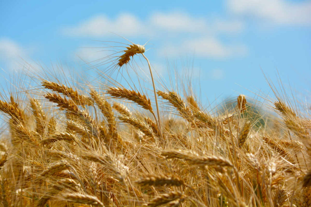 Gal Isc Madonie tra i soci costitutori del Distretto Cereali di Sicilia