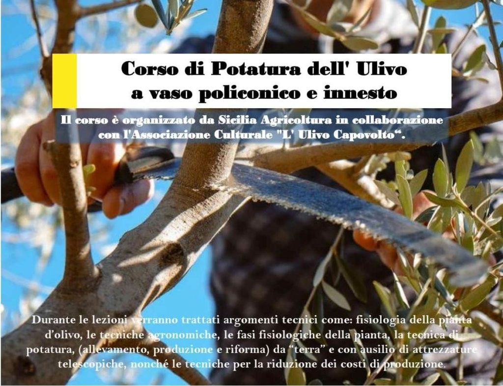 San Mauro Castelverde punta sempre più sulla formazione dei suoi olivicoltori