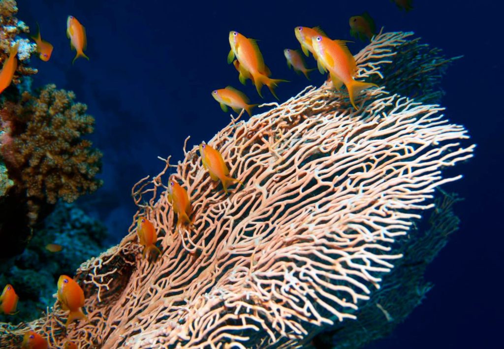 La bellezza del mare è il tema del calendario realizzato per il 2024 da Acqua Geraci