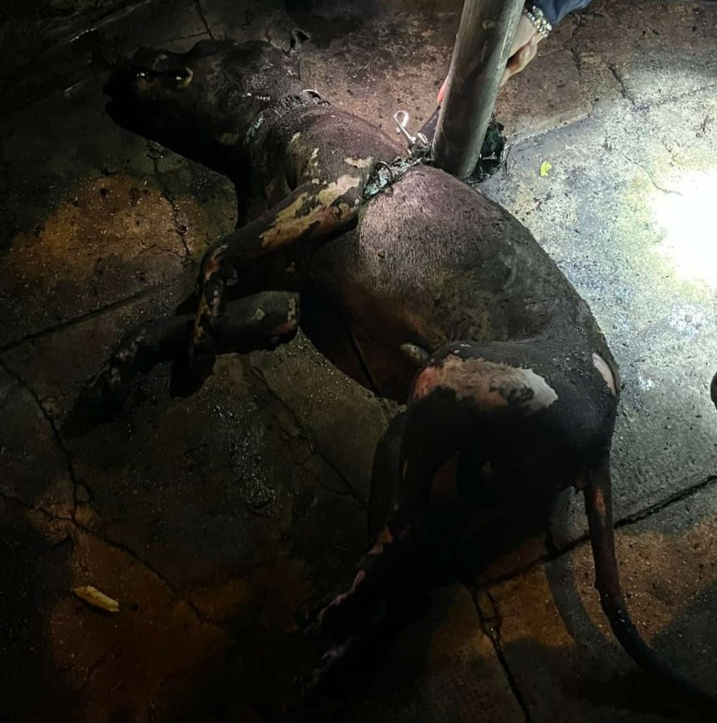 Cane bruciato vivo a Palermo, il Partito Animalista fa denuncia in Procura