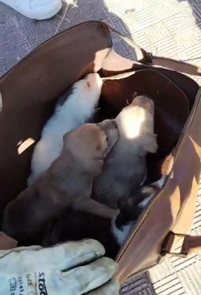 Cuccioli abbandonati in un cassonetto per gli abiti usati a Palermo, il Partito Animalista fa denuncia in Procura
