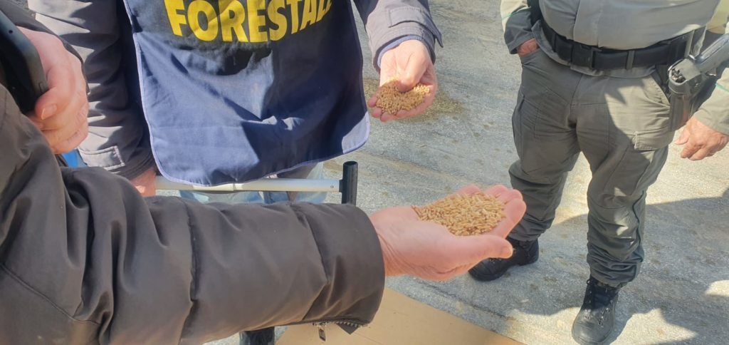 Agroalimentare, la Regione dispone controlli del Corpo Forestale sul grano estero in arrivo a Pozzallo