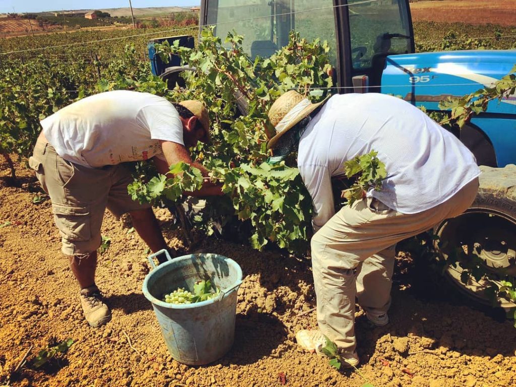Vertice sulla viticoltura, sì alla misura emergenziale della Vendemmia verde