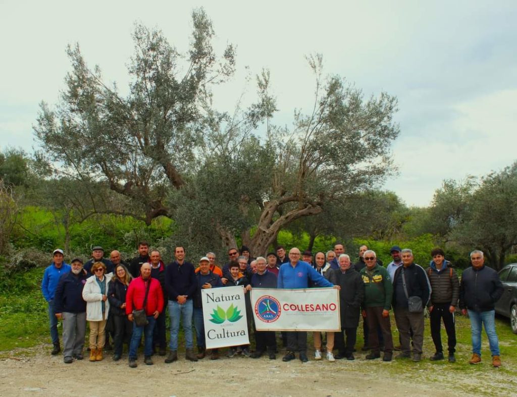 Corso di potatura dell’olivo a Bagheria