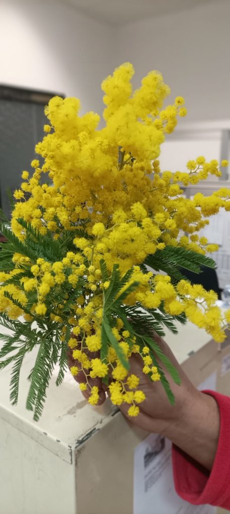 Mimose per tutte le donne all’ospedale di Petralia Sottana