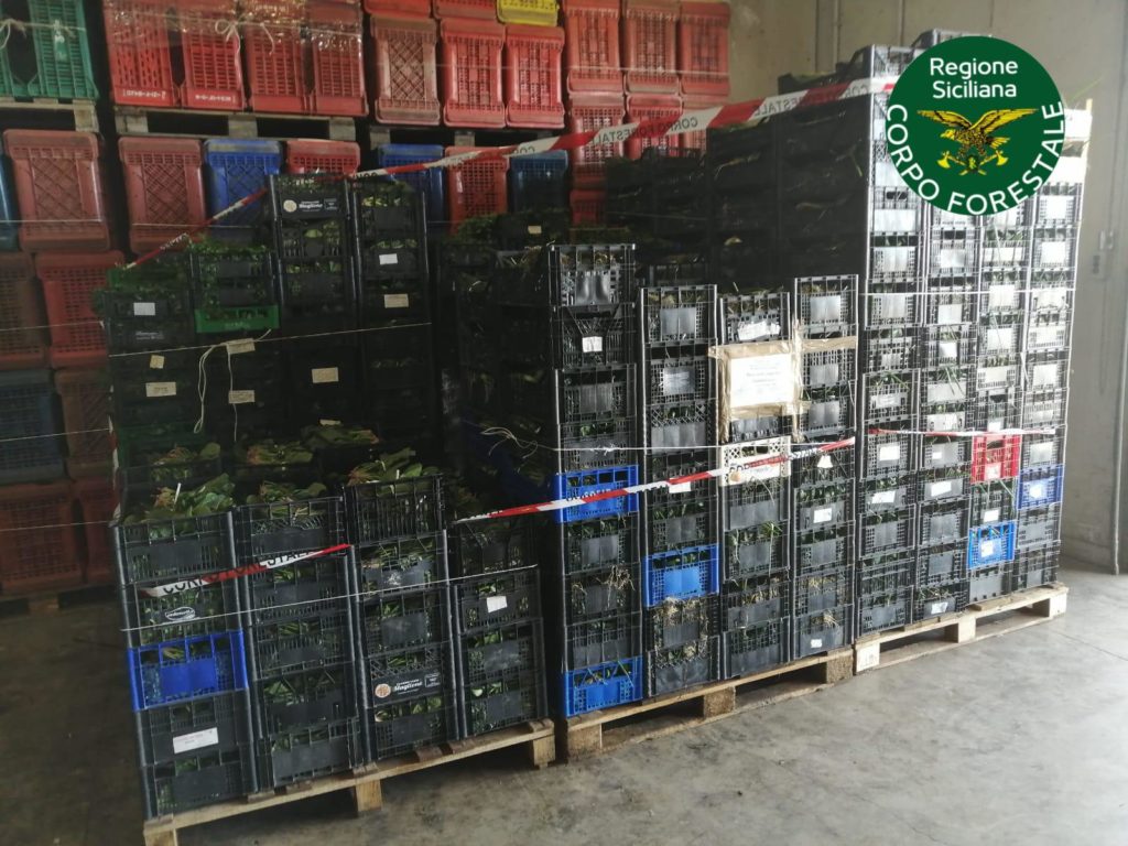 Agroalimentare, in beneficenza 1,5 tonnellate di ortaggi sequestrati dal Noras al Maas di Catania