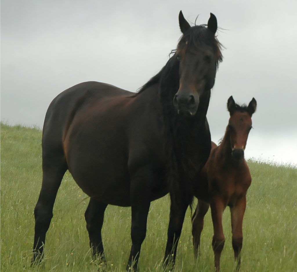 Il cavallo siciliano ottiene il riconoscimento di “razza”