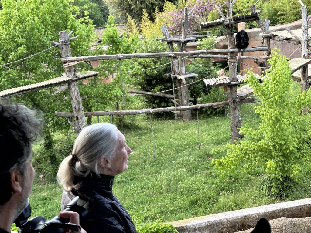 IL BIOPARCO DI SICILIA PER IL BENESSERE DEGLI SCIMPANZÉ