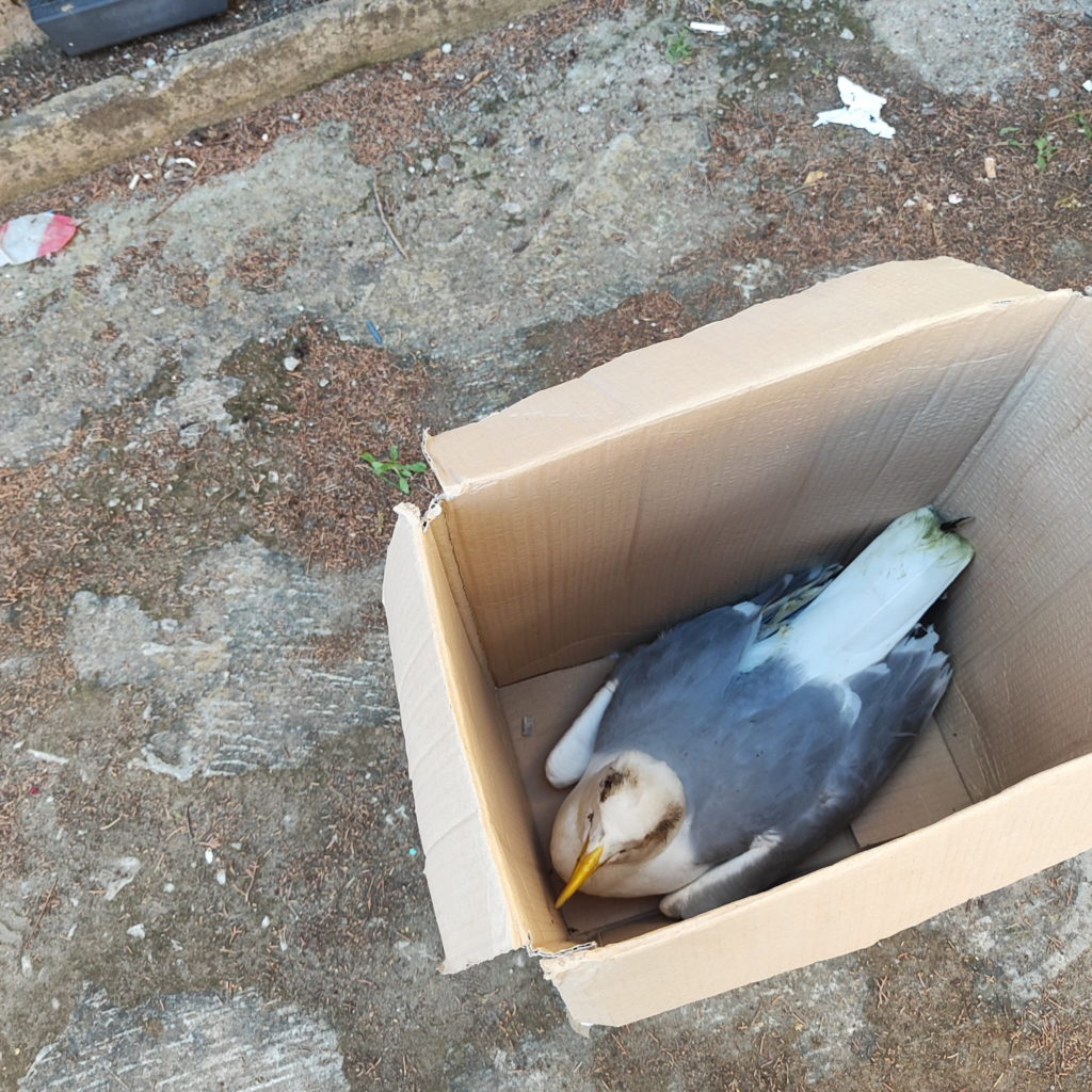 Gabbiano ferito nel cortile della Scuola Media di Cefalù. Avventura a lieto fine… nonostante ritardi e scaricabarile