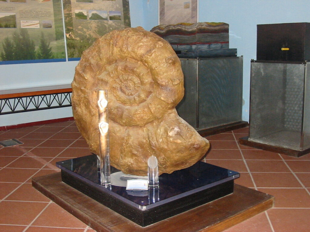 Petralia Sottana,la Sezione Geologica “Giuseppe Torre” del Museo “Collisani” sarà trasferita a Palazzo Pucci Martinez