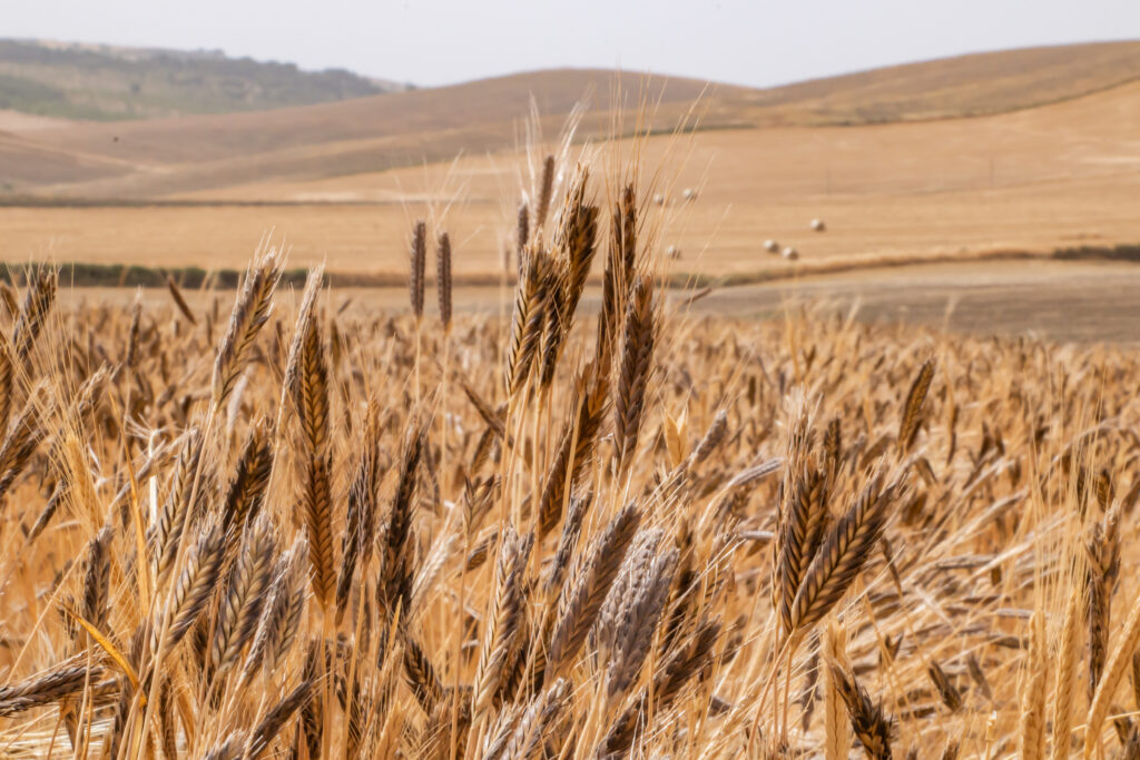CRISI IDRICA E AGRICOLTURA. Commissione ARS approva aiuti per oltre 37 milioni