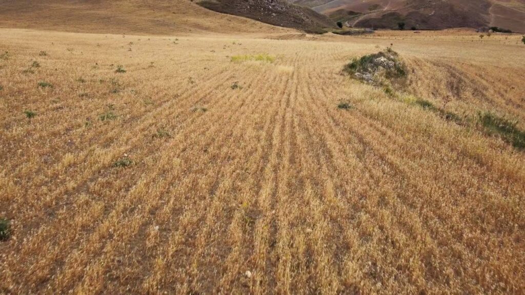 SICCITÀ BASSE MADONIE RACCOLTO ZERO PER GRANO E FORAGGI (interviste)