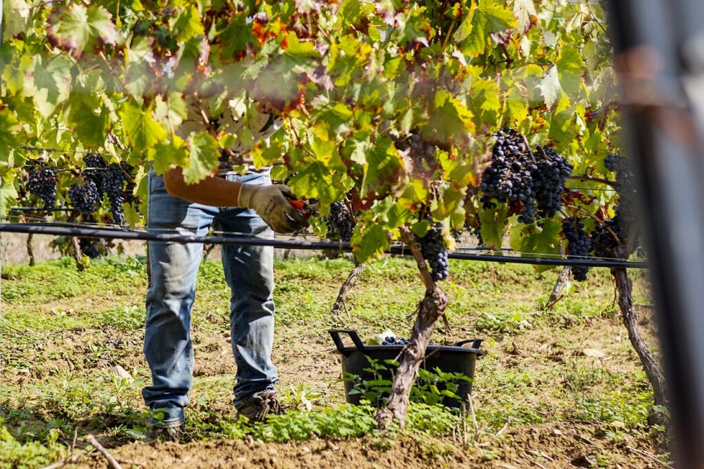 Agricoltura, pubblicata graduatoria dei viticoltori ammessi al contributo della Vendemmia Verde 2023/24