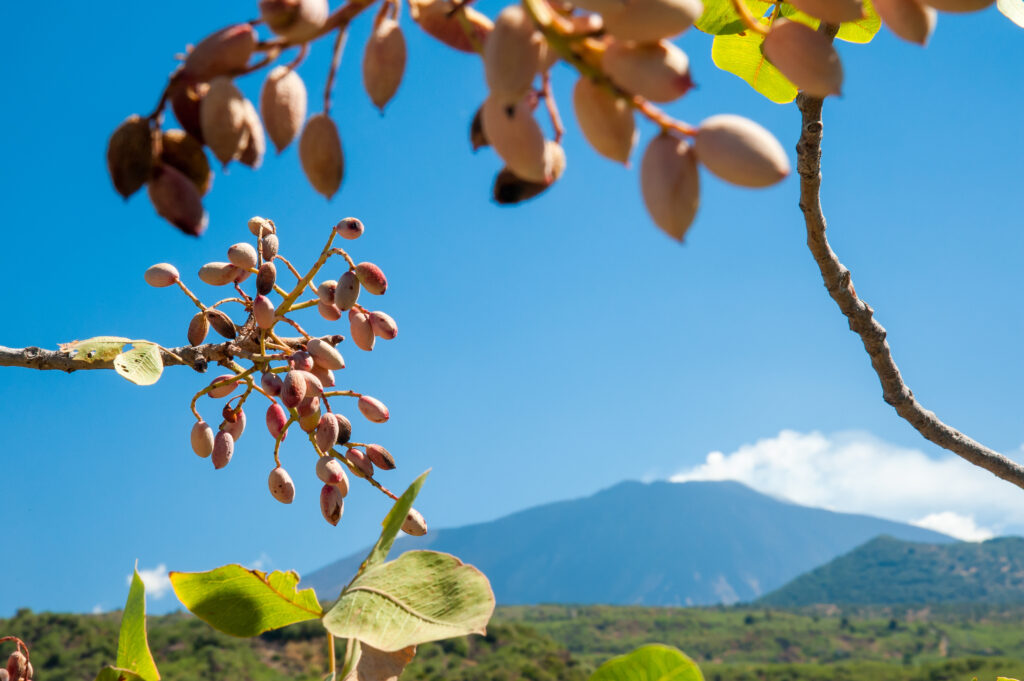 Progetto CLEAN PISTACHIO