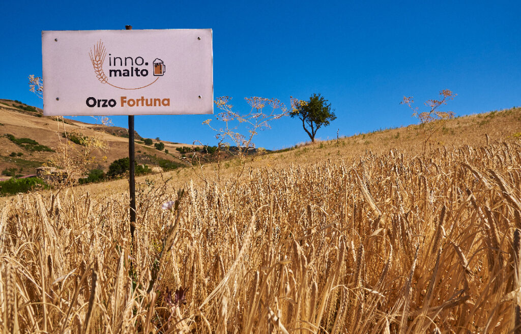 Agroalimentare e innovazione, una birra 100% Born in Sicily i risultati del progetto INNO.MALTO