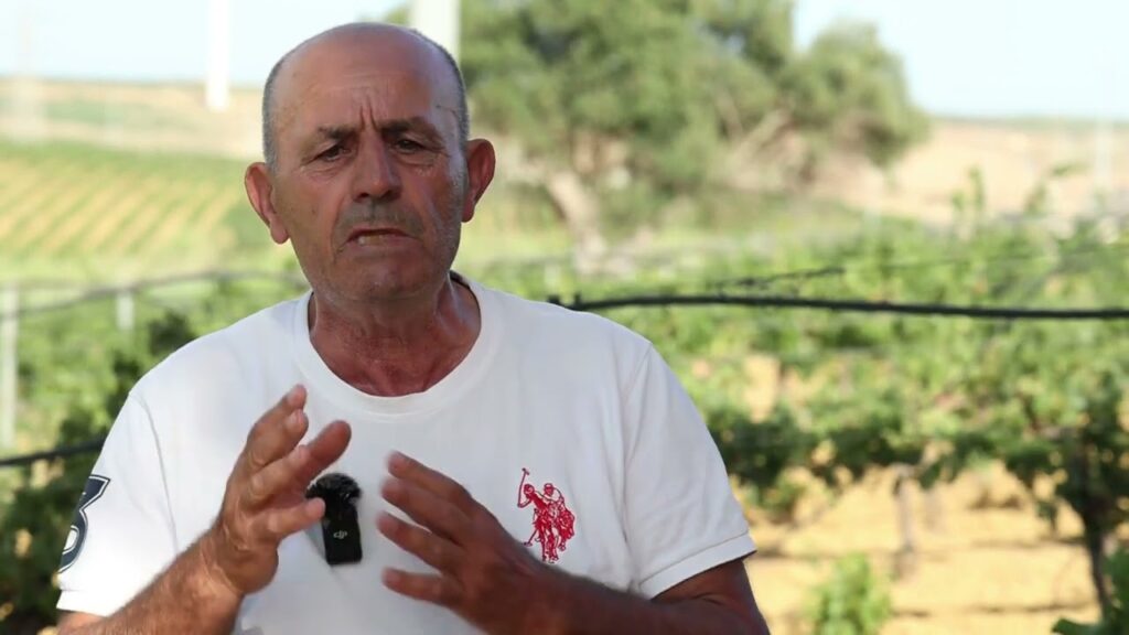 Vendemmia a due facce tra Palermo e Trapani :buone previsioni dopo l’anno nero della peronospora