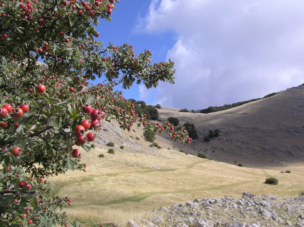 BANDO DEL GAL MADONIE PER AGRONOMI E FORESTALI