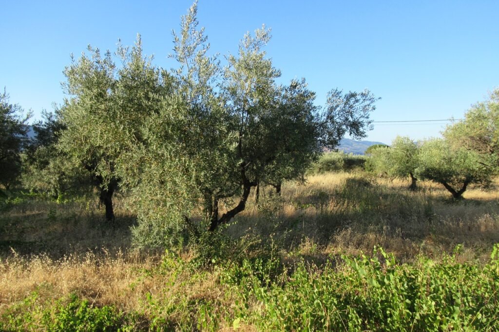 Campagna olivicola, qualità alta ma produzioni in calo fino al 50%