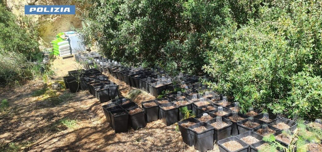 Termini Imerese, individuata una piantagione di marijuana. arrestato un uomo dalla Polizia